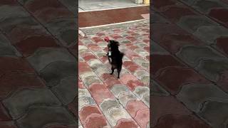 Japan Wali Goli  part2 🐶 Simparica Trio shorts dog doglover dogs pets [upl. by Fredi225]