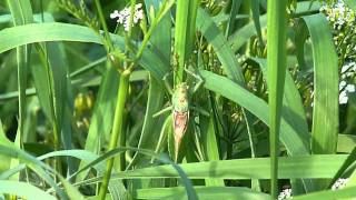 Grünes Heupferd Heuschrecke beim Zirpen Panasonic FZ45 [upl. by Aivekahs]