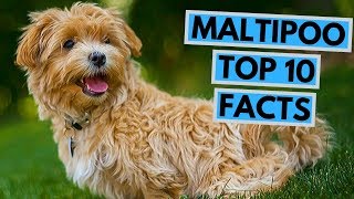 Maltipoo  TOP 10 Interesting Facts [upl. by Sirk467]