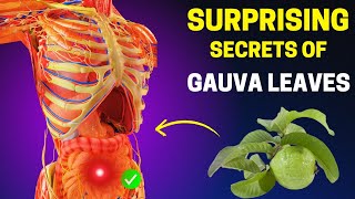 17 Health Benefits Of Guava Leaves That You Should Know [upl. by Noguchi]