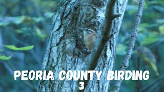 Peoria County Birding 3 [upl. by Llebiram]