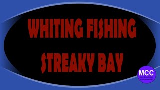 STREAKY BAY WHITING FISHING [upl. by Millda]