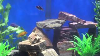 60 Gallon African Cichlid Tank 3 weeks old [upl. by Ultima]