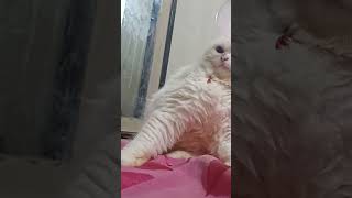 This is 3 second song 🎵 cat reels shorts trending persiancat shortvideo shortfeed cute [upl. by Udall687]