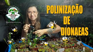 POLINIZAÇÃO  DIONAEA MUSCIPULA  PLANTA CARNÍVORA [upl. by Dreddy]