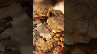 Armadillo Girdled Lizard Ranking facts reptiles lizard animals [upl. by Duwe31]