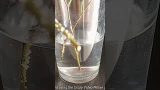 How To Propagate Ficus Benjamina plants plantcare propagation [upl. by Elakram]