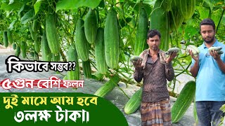 রমজান উপলক্ষে শসা চাষ করে আয় করুন ৩ লক্ষ টাকা। শসা চাষ পদ্ধতি। sosa chas। কৃষি ও কথা। [upl. by Beverlee74]