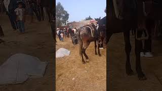 La cabalgata de nuestro rancho a san martín de Terreros Guanajuato ❤️❤️👌 [upl. by Eb]