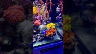 NPS Coral Sales display aquarium marineaquarium reefaquarium best 4k [upl. by Irb]