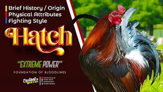 HATCH  USAPANG GAMEFOWL BLOODLINES [upl. by Paterson]