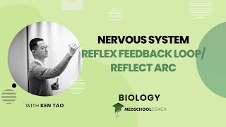 Reflex Feedback Loop and Reflex Arc [upl. by Emarej799]