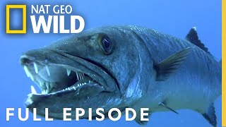 Underwater Killers Full Episode  Worlds Deadliest [upl. by Artened]