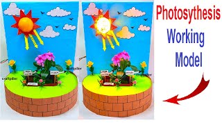 photosynthesis working model science project exhibition  diy  craftpiller [upl. by Crowns]