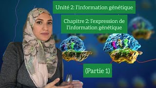 Unité 2chapitre 2l’expression de l’information génétiquegène allèlemutation Partie 1 [upl. by Schumer]