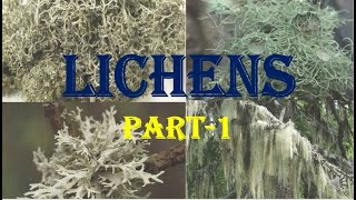 LICHENS  General Characters Classification of Lichens Thallus structures  HPU BSc 1st Year [upl. by Swenson]