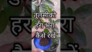 tulsi plant fertilizergarden fertilizer best [upl. by Peskoff]