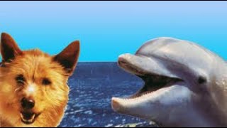 Dolphin saves dog from drowning and bloodthirsty shark [upl. by Doloritas]