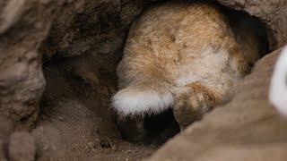 Full Moon Meditation  At Home in Nature Burrows and Warrens July 2024 [upl. by Monto]