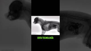 ¿HABÍAS VISTO A UN PERRO COMIENDO EN FLUOROSCOPIA 🐕💛 radiologia shorts [upl. by Wamsley322]