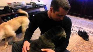 House of shar pei ear cleaning tips and tricks [upl. by Mira]