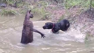 35 Tiere die sich mit dem falschen Gegner angelegt haben [upl. by Etteloiv872]