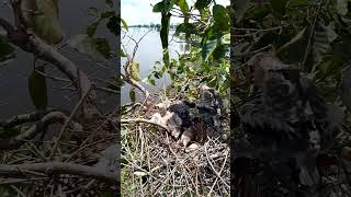 Black winged kite Birds nest in 3 nests birds babybird 11 [upl. by Laeno]