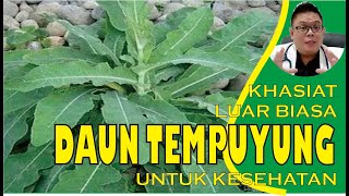 KHASIAT DAUN TEMPUYUNG UNTUK KESEHATAN [upl. by Smoot]