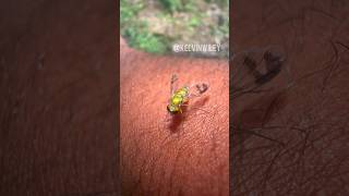 LongLegged Fly Close Up [upl. by Alrzc25]