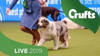 Crufts 2019 Day 3  Part 1 LIVE [upl. by Hopper]