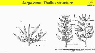 Sargassum Thallus StructureExternal morphology of SargassumInternal structureAnatomy of Sargassum [upl. by Ainaznat171]