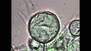 GFP bact fungus z stack movie [upl. by Tnomel]