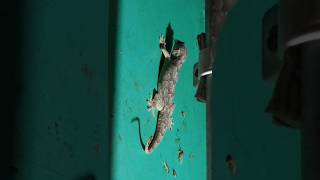 LIZARD IS EATING INSECTS 🦎 video [upl. by Adnalue299]