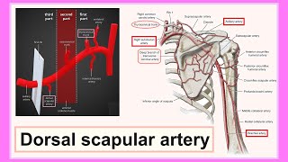 dorsal scapular artery [upl. by Silenay]