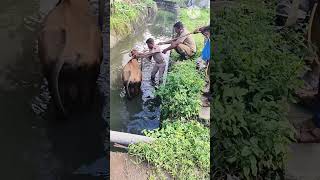 cow dropped into a drainage 😔🥲🥲Thank you villianur fire station team 👏👏👏 [upl. by Niboc]