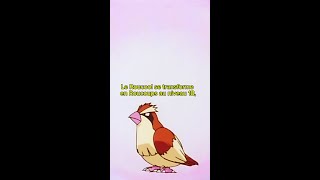 On a trouvé un fan de Roucool 🧡 Pokemon Pokémon [upl. by Odeen698]