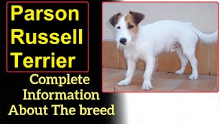 Parson Russell Terrier Pros and Cons Price How to choose Facts Care History [upl. by Amsed]