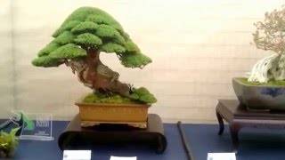 Importanti Bonsai Italiani  XX Congresso UBI Arcobonsai 2016 [upl. by Sulamith]