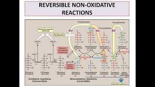 Pentose phosphate pathway [upl. by Ozmo]