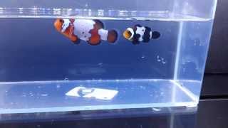 Orange amp Black Snowflake Clownfish Pair [upl. by Nonarb]