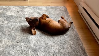 Mini dachshund loves his new rug [upl. by Eiuol56]