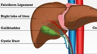 Liver Model  2nd Year MBBS OSPE [upl. by Ynavoj]