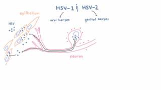 HSV 1 and 2  Pathogenesis of Oral and Genital Herpes [upl. by Susej768]