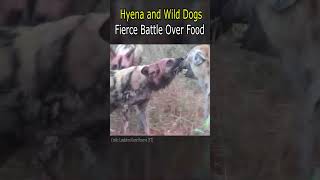 Hyena and Wild Dogs Fierce Battle Over Food [upl. by Saval]