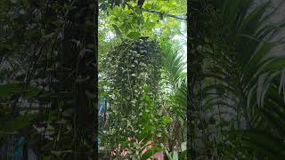 DISCHIDIA PLANT green greenery gogreen plants nature short shorts shortvideo [upl. by Aihseuqal]