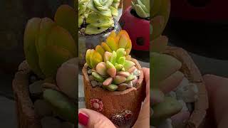 Mini succulent garden pot 🌺💐💚😍 [upl. by Ressay]