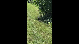 Ducklings rescued from storm drain in Maryland [upl. by Sadnak]