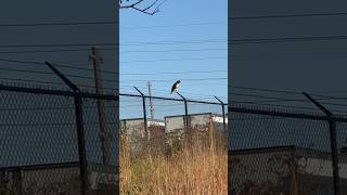 Redtailed hawk hunting for rodents while Dolph yells at him 📢 [upl. by Mac]