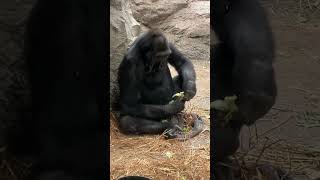 9 years old Aziza Western Lowland Gorilla is eating youtubecreators gospelmusic americacity [upl. by Parnas]