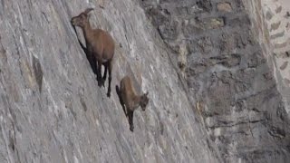 El insólito paseo de dos cabras en Italia [upl. by Tiphani]